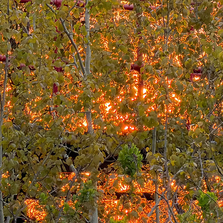 IMG_1643