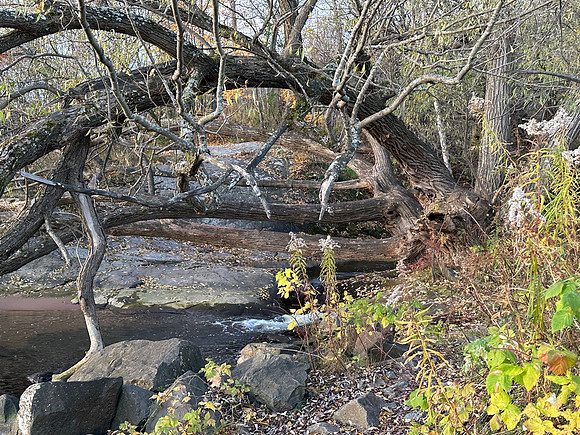 IMG_1230