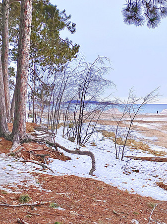 wintertreeroots - Copy