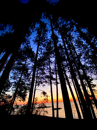 sunriseandtrees
