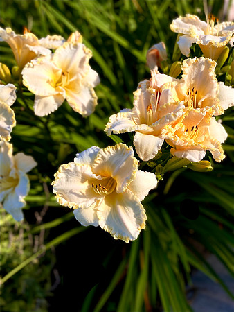 FlowerSunday