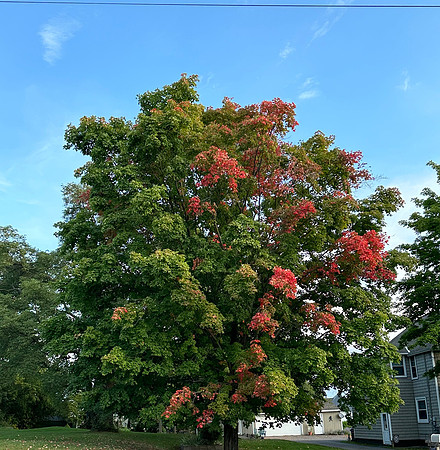 Tree on Arch Street